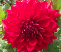 GLORIOSA RED