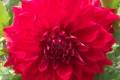 GLORIOSA RED