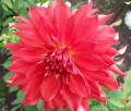 GOSHEN RED