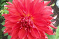 GOSHEN RED