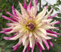 HOLLYHILL EXOTICA