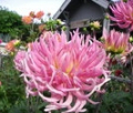 HOLLYHILL COTTON CANDY