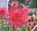 HOLLYHILL MARGUERITA