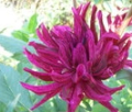 HOLLYHILL TEMPEST
