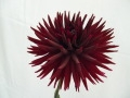 HOLLYHILL DARK VICTORY