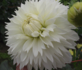 MAS ANGORA