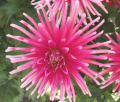 PIANELLA
