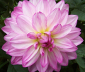 PINK CANDY