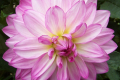 PINK CANDY