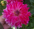 RASPBERRY N WHITE