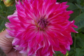 RASPBERRY N WHITE