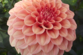 ROSE TOSCANO