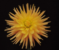 TAHOMA YUKIMOLEE