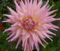 WYN'S MAUVE MIST
