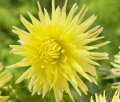 YELLOW STAR