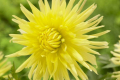 YELLOW STAR