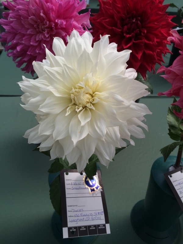 September 2016 CDS Show – Paulino Gardens – Colorado Dahlia Society