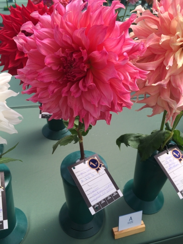 September 2016 CDS Show – Paulino Gardens – Colorado Dahlia Society
